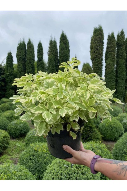 Снить звичайна Варієгата - 3л/вис.20-30см/Ø30-40см